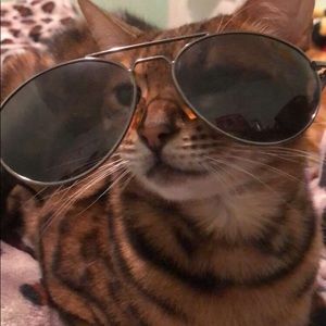 Meet your Posher, Alan